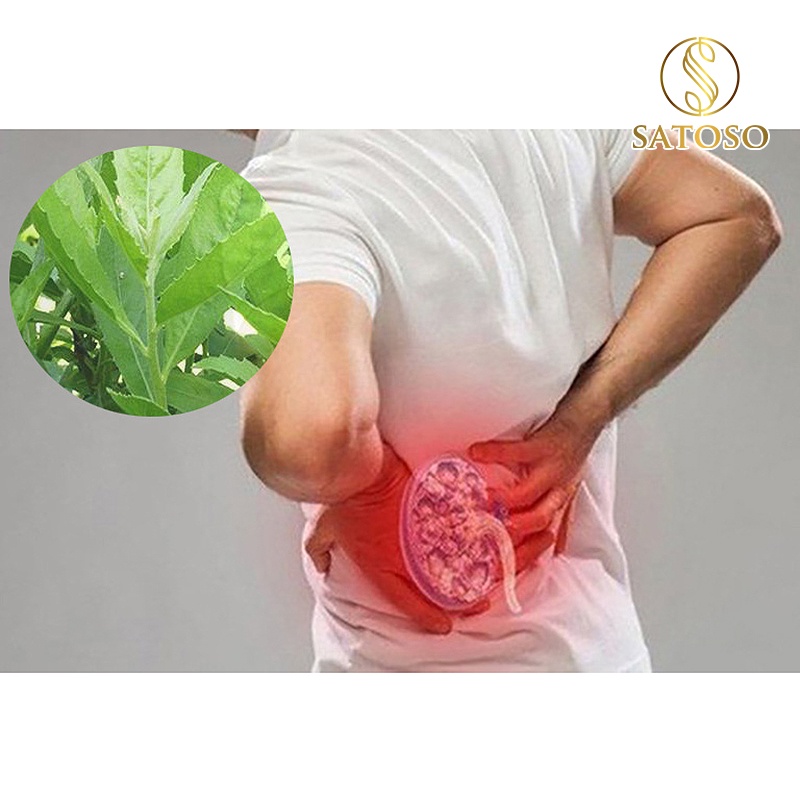 Cây cỏ xước khô SATOSO thượng hạng tác dụng hỗ trợ tốt cho xương khớp 1kg SA33