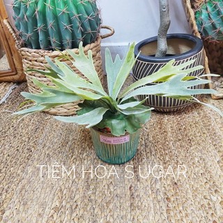 Cụm sừng hươu trang trí tiểu cảnh cao cấp - Cụm cây giả decor