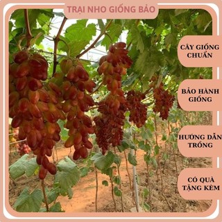 Cây Nho Ngón Tay Đỏ 152 Siêu Trái