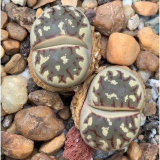 Sen Thạch Lan, Sen Mông Dòng Dorothea, lithops