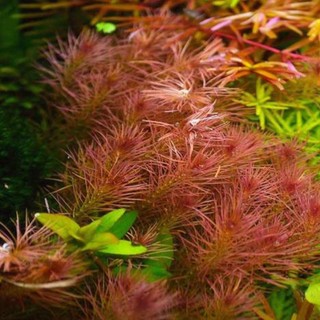 Cây thủy sinh Rotala wallichii