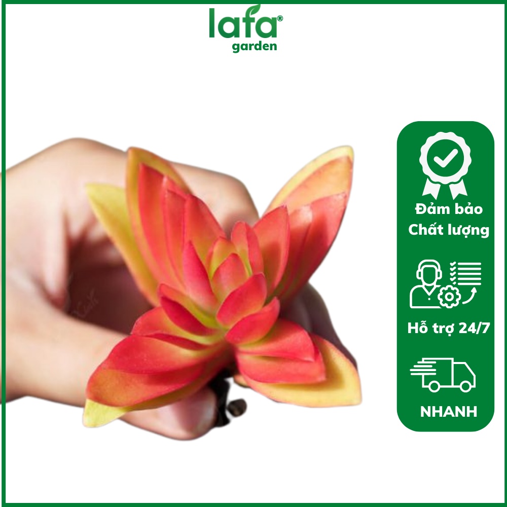 Sen đá tứ phương lá màu cam cà rốt đẹp, xuất xứ cây sen đá từ vườn LAFA GARDEN