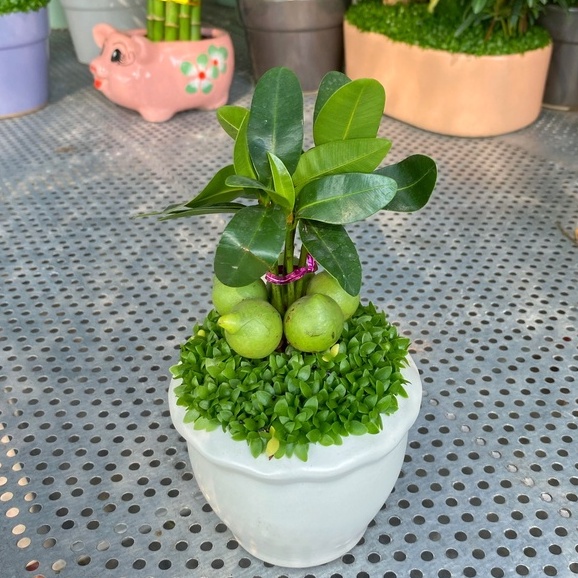Cây Tài Lộc ngũ hành  chiều cao 10-15cm, cây dễ chăm sóc thích hợp trang trí nội thất, bàn làm việc