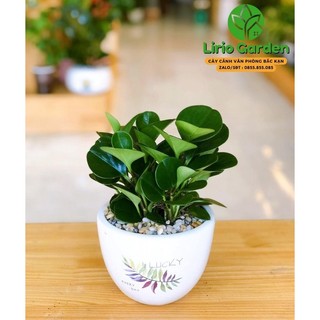 [ Quà Tặng Kèm ] cây trường sinh