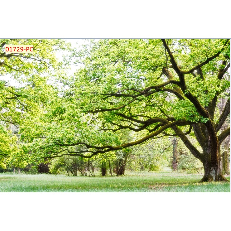 Tranh Dán Tường Trang Trí Cây Xanh, Hàng Cây, Rừng Cây phù hợp với nhiều không gian