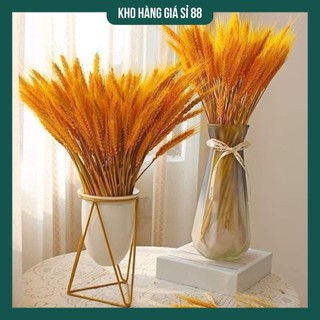Bông lúa mạch vàng chiêu tài lộc trưng tết - bó 100 bông lúa vàng