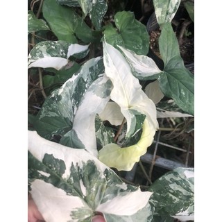 syngonium albo trầu bà