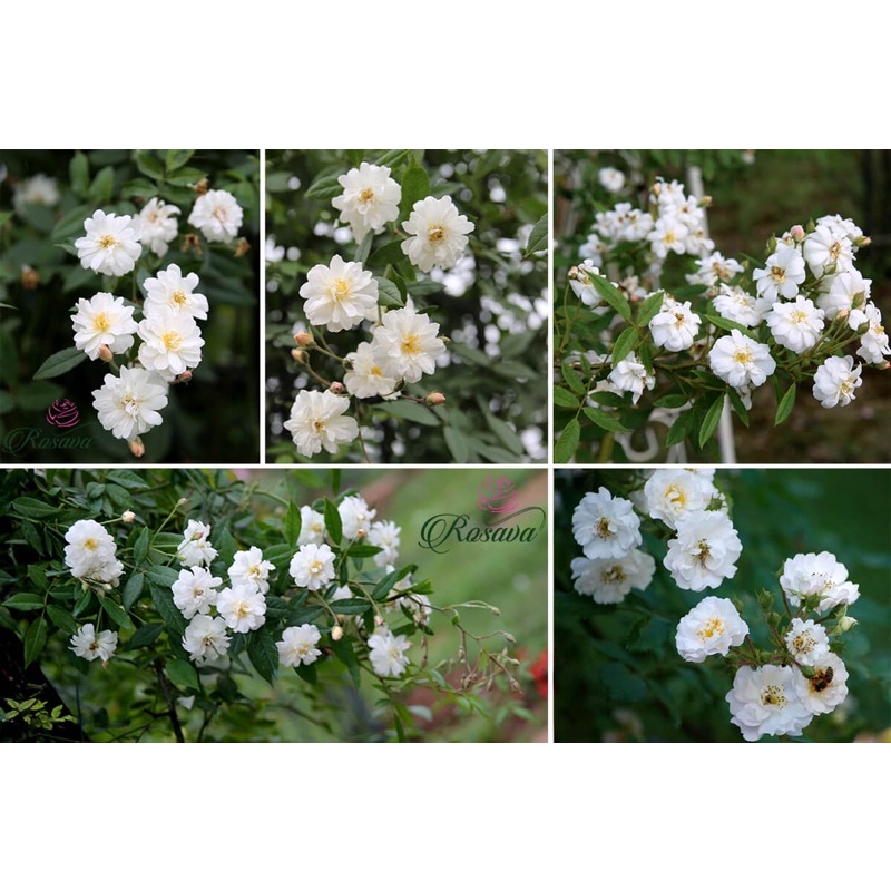 Hoa hồng leo Snow Goose rose