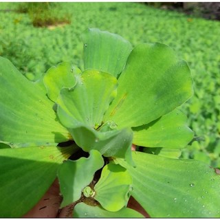 Bèo tai tượng