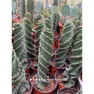 Xương rồng trụ xoáy size 30cm / snail’s garden / ảnh thật tại vườn