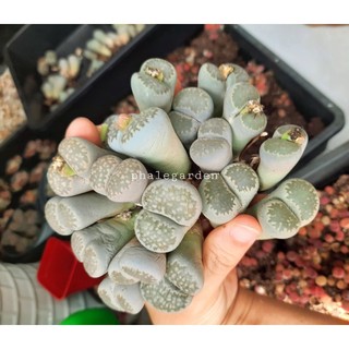 1 cây sen mông đôi/ lithops