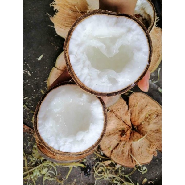 Dừa Sáp Cầu Kè Cơm Siêu Dày