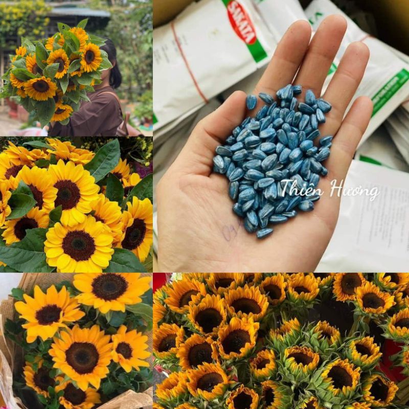 50 hạt giống hướng dương cắt cành sakata nhật bản chuẩn hình hoa