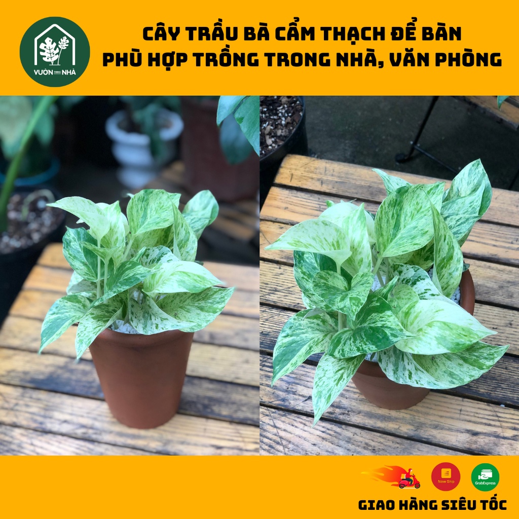 Cây Trầu bà cẩm thạch Monstera Majula - phù hợp trồng trong nhà, văn phòng, nhà hàng