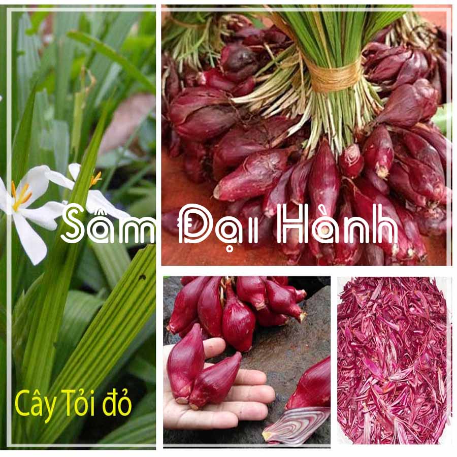 Sâm đại hành khô 1kg