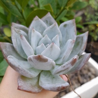 Sen đá cá mập, Echeveria Sang-a, 9-11 cm