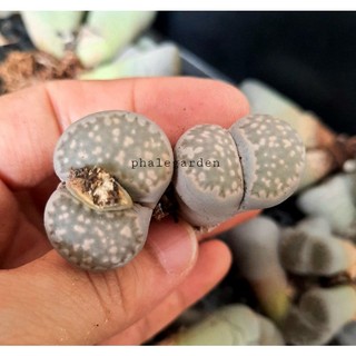 1 cây sen mông đôi/ lithops