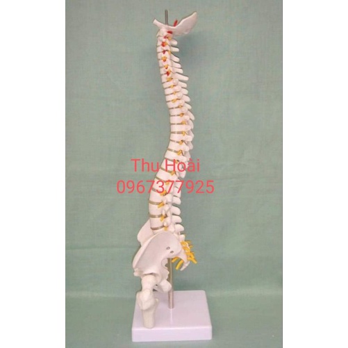 Mô hình cột sống  cao 45cm- Mô hình xương người- mô hình giảng dạy -mô hình trắng cứng và mô hình có màu