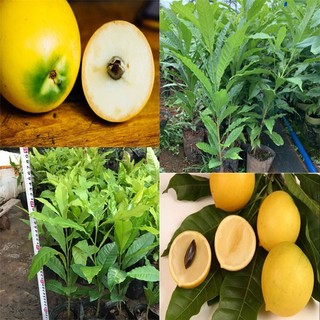 Cây giống vú sữa hoàng kim
