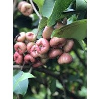 Cây Giống Mận Đường đá cây chiết ghép siêu sớm