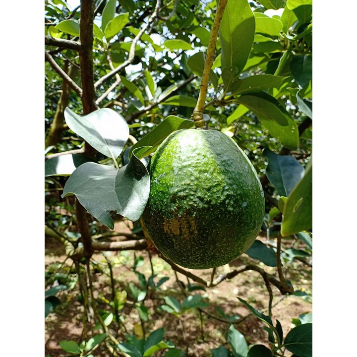 Bơ booth chín sẵn  béo ngậy ,dẻo ngon, sáp, không sơ -1kg
