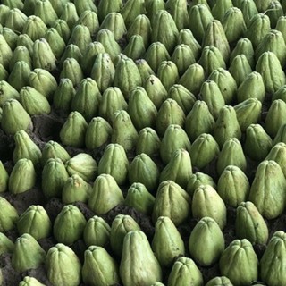 Quả su su giống đã nứt nanh