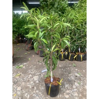cây giống sapo mexico