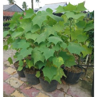 Chậu cây hoa phù dung ( hoa đổi màu )
