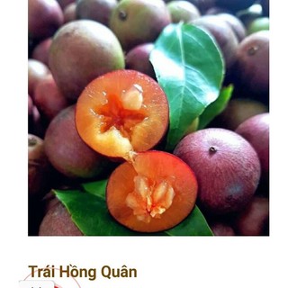 Bầu đất hồng quân siêu quả