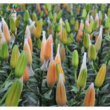 Lưới bao hoa, Túi lưới bọc hoa cúc, ly, hồng GIÁ SIÊU RẺ dài khoảng 11cm