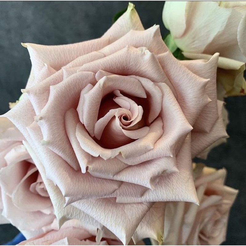 Hoa hồng Menta Rose - hồng bụi, lâu tàn