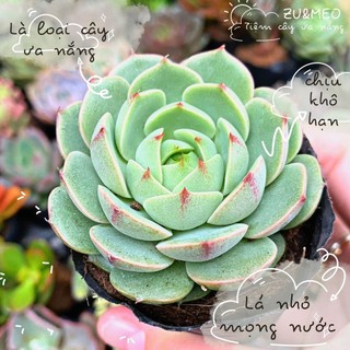 Sen đá vân mai size bé 4-6cm - ZUMEO cây ưa nắng