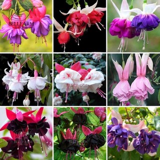 Cây giống lồng đèn búp bê