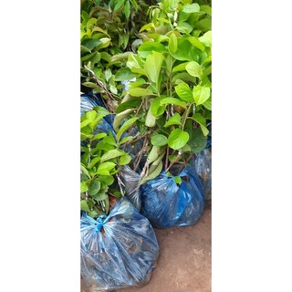 Cây Hồng đỏ nhân hậu/ HỒNG TẾT ( hồng đỏ lồng đèn) cây giống ghép F1