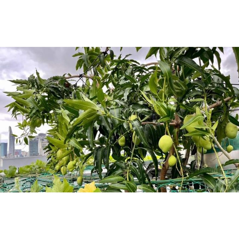 Xoài Thái siêu lùn  siêu sớm