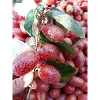 Cây giống nhót ngọt mỹ