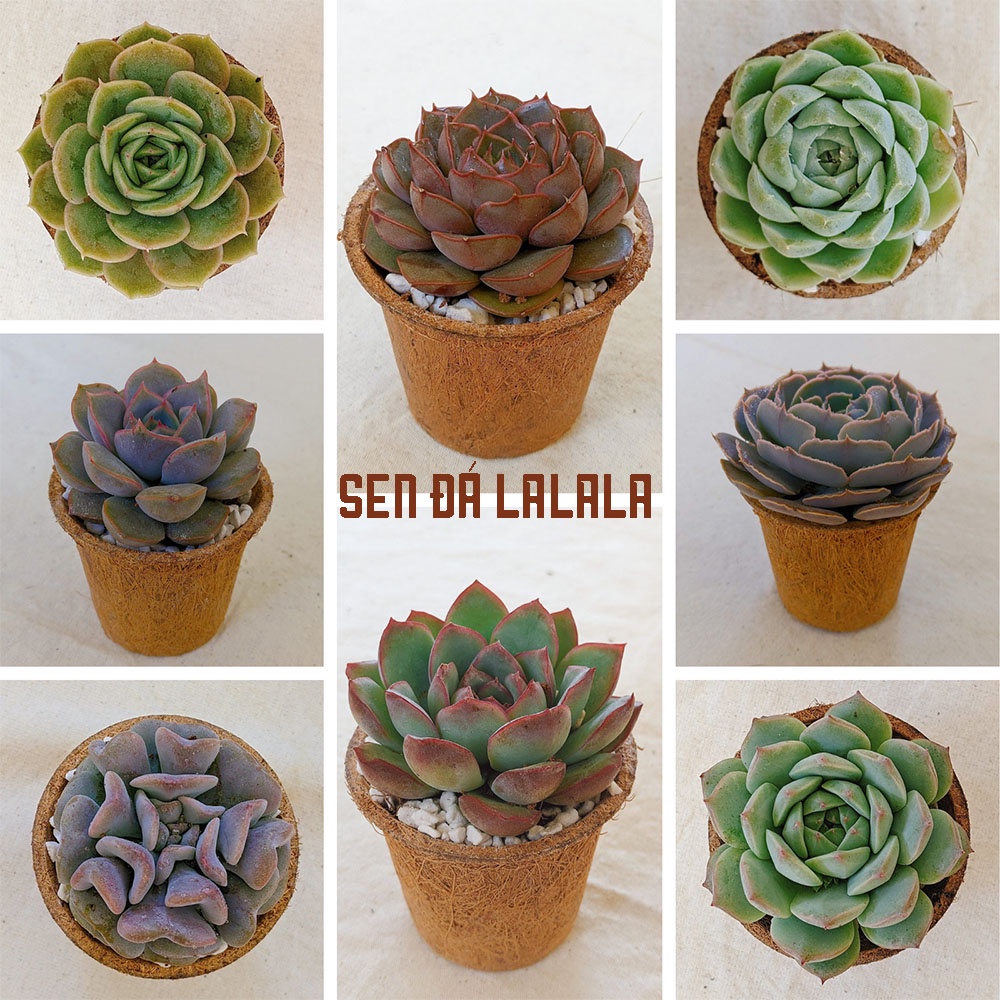 Sen đá kèm chậu xơ dừa 6cm, Sen đá lalala, chậu cây cảnh mini xơ dừa