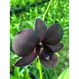 Denro Ngọc Trai Đen