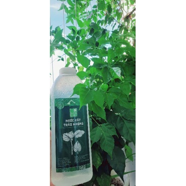 1 lít Nước chưng cất hương nhu trắng