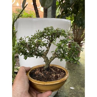 Bộ chậu cây Linh Sam để bàn