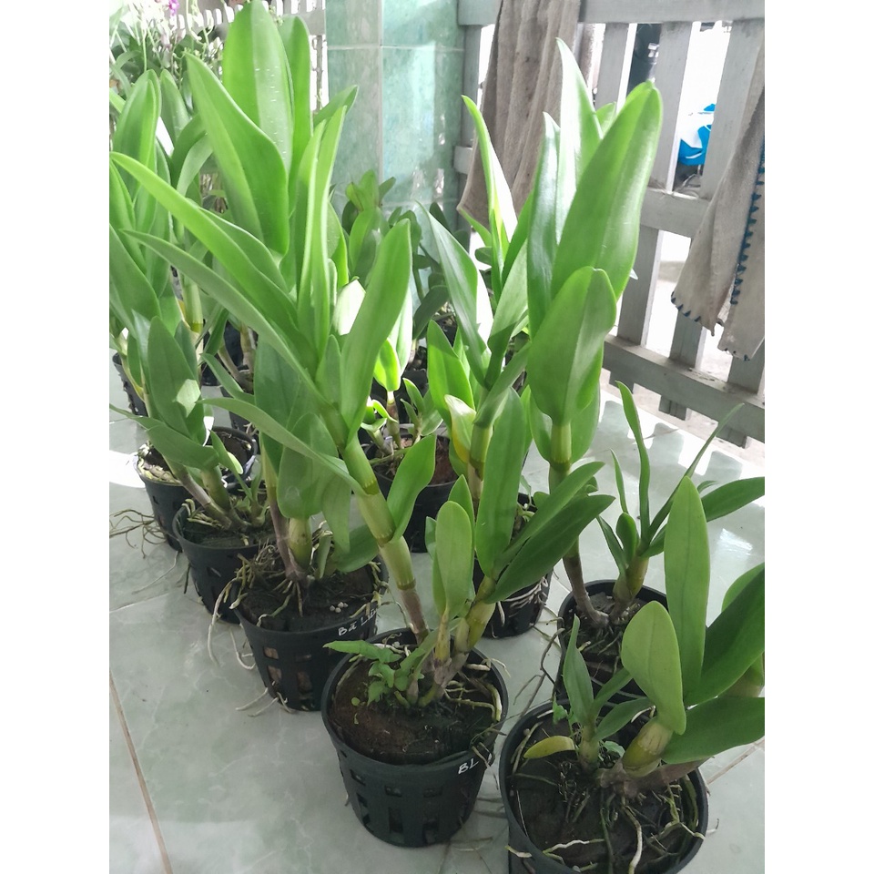 Hoa Lan Bà Liễu Xưa, hoa thơm, chậu cây trưởng thành, sắp có hoa