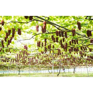 Hạt giống Nho Ruby Roman (Đã ủ kích mầm sẵn tỉ lệ nảy mầm cao) - GÓI HÃNG UY TÍN