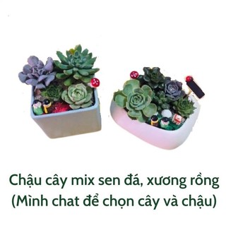 Chậu cây mix sen đá, xương rồng size nhỡ - Green Life