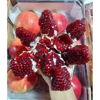 Cây giống lựu đỏ(1 bầu giống 25cm)