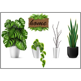 Decal dán tường trang trí combo chậu cây