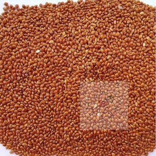 Hạt kê đỏ cho hamster, chim vẹt, yến phụng 0.5 kg