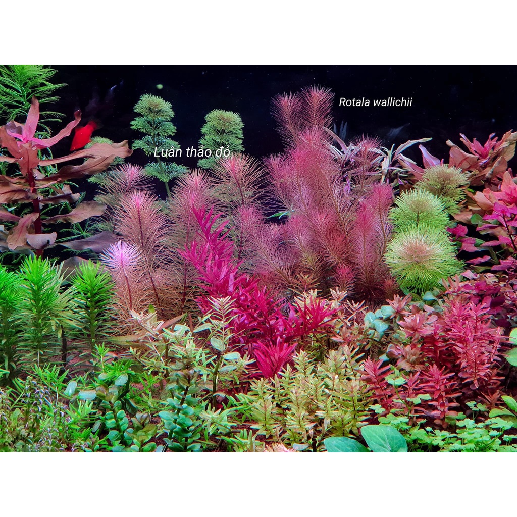 Cây Thủy Sinh Rotala Wallichii - Trồng trung hoặc hậu cảnh cho hồ thủy sinh, hồ cá