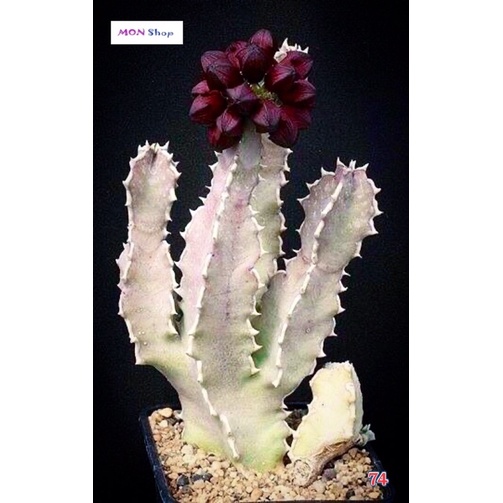 Xương rồng sao biển thân bạc hoa chùm đỏ vàng Caralluma Speciosa mã 74