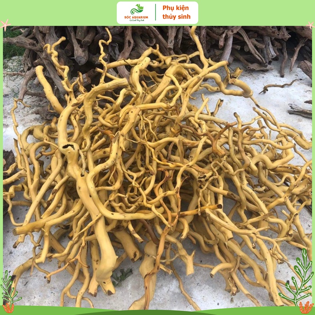 Lũa Đỗ Quyên Loại Ngắn, Lũa Gồm Nhiều Kích Thước, Hình Dáng