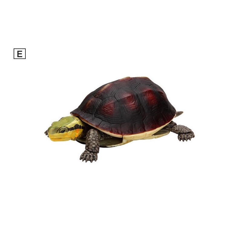 Mô hình trứng Gashapon rùa cạn - rùa biển - BANDAI